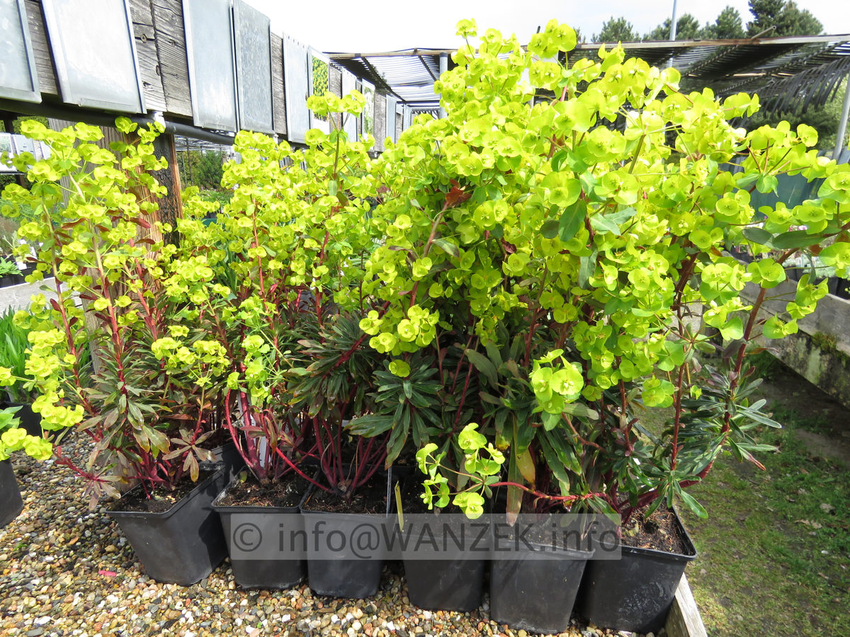 Euphorbia amygdaloides Purpurea 06.JPG